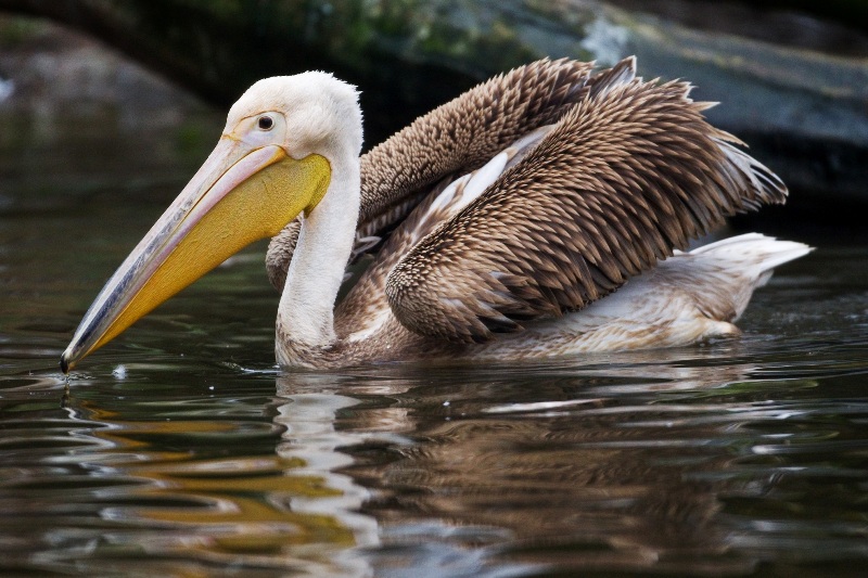 Jedna z mladých samic, která brzy zamíří do Londýna. Foto: Tomáš Adamec, Zoo Praha